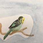 Benno Neubert, 11, "Wellensittich", 2020,  Aquarell